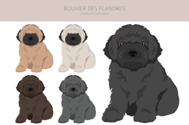 Bouvier des Flandres puppies clipart. Different coat colors and poses set.  Vector illustration clipart