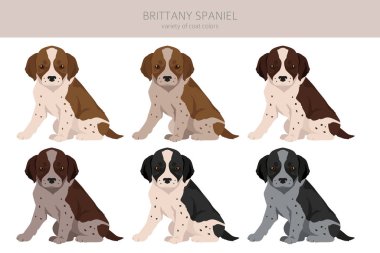 Brittany spanyel köpek yavrusu renk çeşitleri clipart. Farklı pozlar. Köpek bilgileri koleksiyonu. Vektör illüstrasyonu