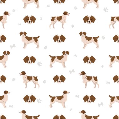 Brittany spaneil dikişsiz desen. Farklı pozlar. Yetişkin ve yavru köpek bilgileri. Vektör illüstrasyonu