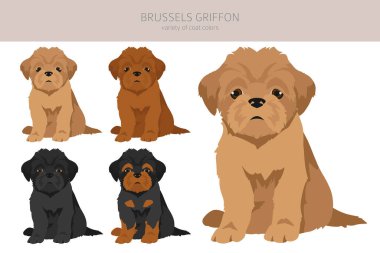 Brussels griffon puppies clipart. Different coat colors and poses set.  Vector illustration clipart