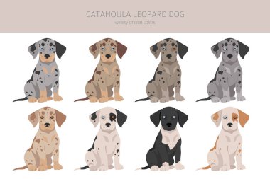 Catahoula Leopar köpek yavrusu kırpması. Tüm ceket renkleri ayarlandı. Farklı pozisyon. Bütün köpekler karakteristik bilgileri çoğaltır. Vektör illüstrasyonu