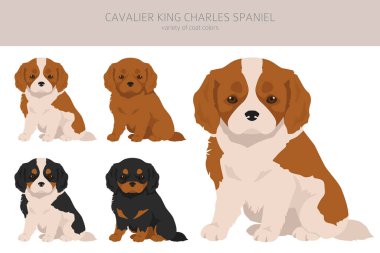 Şövalye Kral Charles Spaniel köpek yavruları kesiliyor. Tüm ceket renkleri ayarlandı. Farklı pozisyon. Bütün köpekler karakteristik bilgileri çoğaltır. Vektör illüstrasyonu