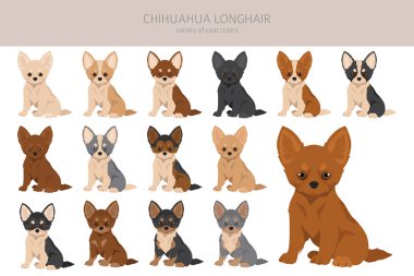 Chihuahua uzun saçlı köpek yavruları. Tüm ceket renkleri ayarlandı. Farklı pozisyon. Bütün köpekler karakteristik bilgileri çoğaltır. Vektör illüstrasyonu