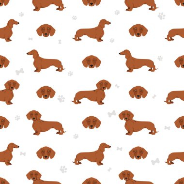 Dachshund kısa saçlı, pürüzsüz. Farklı pozlar, farklı renkler. Vektör illüstrasyonu