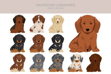 Dachshund uzun saçlı köpek yavruları. Farklı pozlar, farklı renkler. Vektör illüstrasyonu