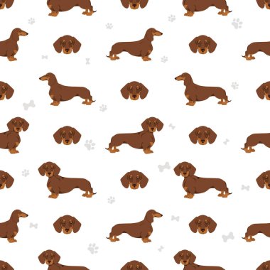 Dachshund kısa saçlı, pürüzsüz. Farklı pozlar, farklı renkler. Vektör illüstrasyonu