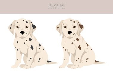 Dalmaçyalı köpek yavruları. Farklı pozlar, farklı renkler. Vektör illüstrasyonu