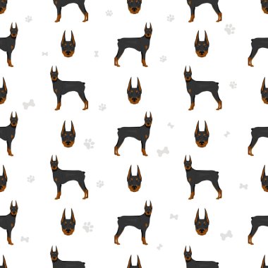 Doberman köpekleri kusursuz bir şekilde eziyor. Farklı pozlar, farklı renkler. Vektör illüstrasyonu