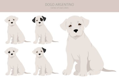 Dogo Argentino köpek yavruları. Farklı pozlar, farklı renkler. Vektör illüstrasyonu