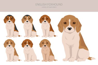 İngiliz foxhound clipart. Farklı pozlar, farklı renkler. Vektör illüstrasyonu