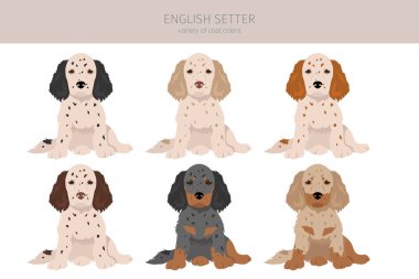 İngiliz setter köpek yavruları klipleri. Farklı pozlar, farklı renkler. Vektör illüstrasyonu
