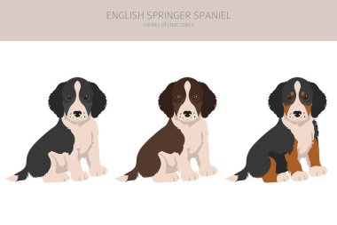 İngiliz springer spaniel köpek yavruları. Farklı pozlar, farklı renkler. Vektör illüstrasyonu