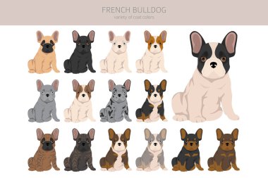 Fransız bulldog köpekleri tüm ceket renklerine sahiptir. Vektör illüstrasyonu
