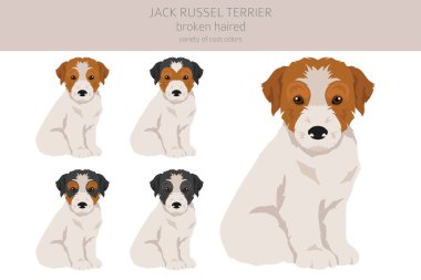 Jack Russel teriyeri köpek yavruları farklı pozlarda ve ceket renklerinde. Düz manto ve kırık saçlar. Vektör illüstrasyonu