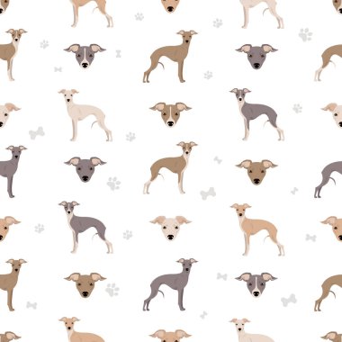 İtalyan tazısı kusursuz desen. Farklı pozlar, farklı renkler. Vektör illüstrasyonu