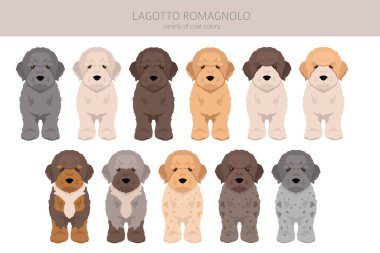 Lagotto Romagnolo puppies clipart. Different poses, coat colors set.  Vector illustration clipart