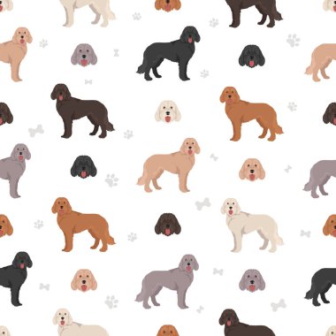 Labradoodle kusursuz desen. Farklı pozlar, farklı renkler. Vektör illüstrasyonu