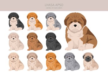 Lhasa Apso yavruları. Farklı pozlar, farklı renkler. Vektör illüstrasyonu