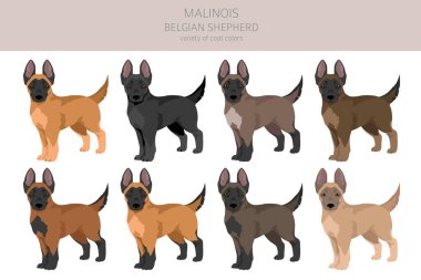 Belçikalı Malinois yavru köpekleri. Farklı pozlar, farklı renkler. Vektör illüstrasyonu