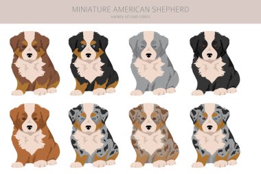 Minyatür Amerikan çoban köpekleri kırpması. Farklı pozlar, farklı renkler. Vektör illüstrasyonu