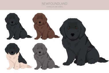 Newfoundland yavrularının klipleri. Farklı pozlar, farklı renkler. Vektör illüstrasyonu