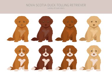 Nova Scotia ördekleri av köpeklerini parçalıyor. Farklı pozlar, farklı renkler. Vektör illüstrasyonu