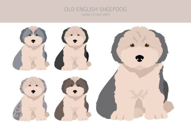 Old English sheepdog puppies clipart. Different poses, coat colors set.  Vector illustration clipart