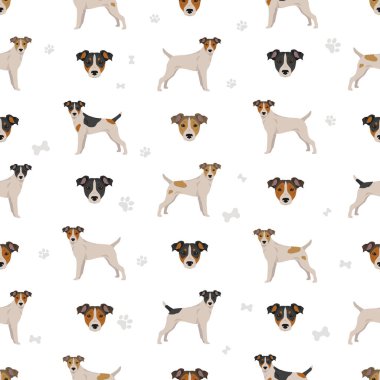 Parson Russel Teriyeri pürüzsüz kaplamalı, pürüzsüz desenli. Farklı pozlar, farklı renkler. Vektör illüstrasyonu