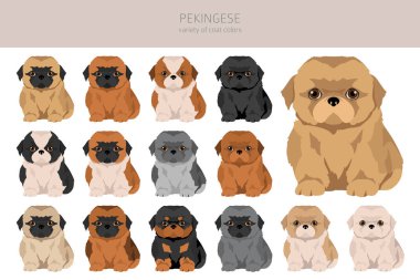 Pekin köpek yavruları toplanıyor. Farklı pozlar, farklı renkler. Vektör illüstrasyonu