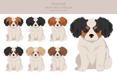 Phalene, Drop - eared Papillon puppies clipart. Different poses, coat colors set.  Vector illustration clipart