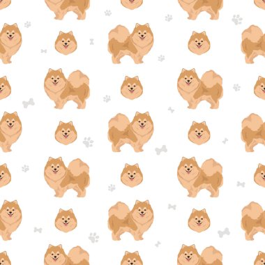 Pomeranya Alman tükürüksüz deseni. Farklı pozlar, farklı renkler. Vektör illüstrasyonu