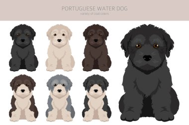 Portekizli su köpeği yavruları kesiliyor. Farklı pozlar, farklı renkler. Vektör illüstrasyonu