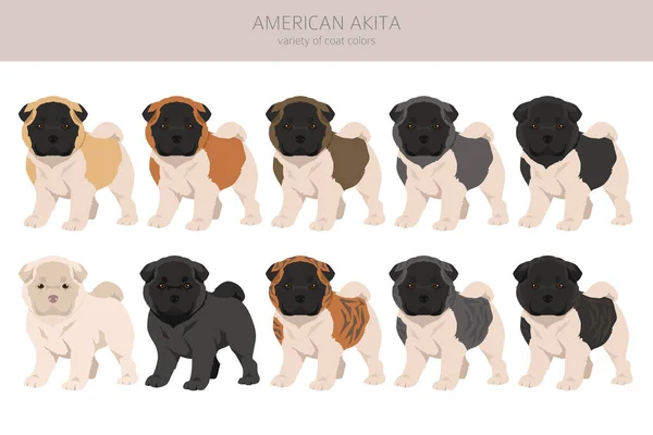 Amerikan Akita Köpek Yavrusu Tüm Ceket Renkleri Ayarlandı Farklı Pozisyon — Stok Vektör