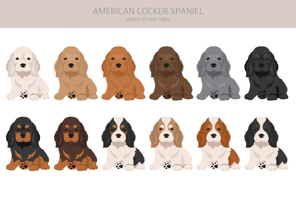 Amerikaanse Cocker Spaniël Puppies Alle Vacht Kleuren Clipart Alle Honden — Stockvector