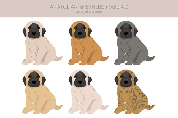 Anatolische Herder Puppies Alle Kleuren Clipart Verschillende Jas Kleuren Poses — Stockvector