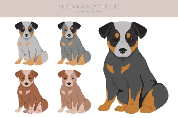 stock vector Australian cattle dog puppies all colours clipart. Different coat colors and poses set.  Vector illustration