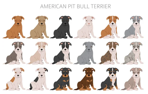 Anjing Pit Bull Terrier Amerika Clipart Varietas Warna Infografis Ilustrasi - Stok Vektor