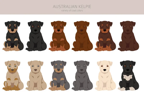 澳大利亚的凯尔皮小狗五彩斑斓 不同的外套颜色 矢量说明 — 图库矢量图片