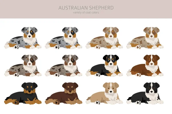 Australian Shepherd Welpen Cliparts Mantelfarben Aussie Set Alle Hunderassen Merkmale — Stockvektor