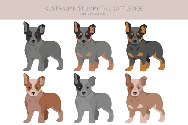 Australiano Coda Tozzo Bovini Cani Cuccioli Tutti Colori Clipart Diversi — Vettoriale Stock
