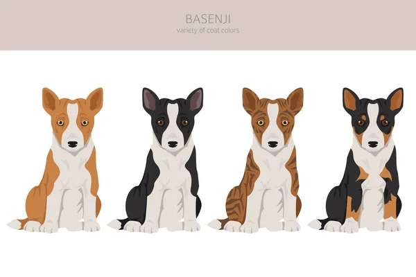 巴森吉的小狗五彩斑斓 不同的外套颜色和姿势 矢量说明 — 图库矢量图片