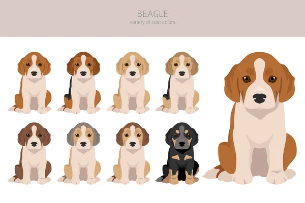 Clipart Chiot Beagle Toutes Les Couleurs Manteau Ensemble Position Différente — Image vectorielle