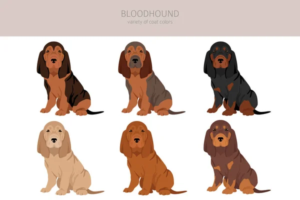 Kan Tazısı Köpek Yavruları Kesilir Tüm Ceket Renkleri Ayarlandı Farklı — Stok Vektör