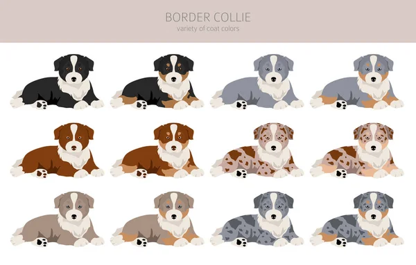 边境牧羊犬群的一部分 所有的外套颜色都设置好了 所有的狗都有信息特征 矢量说明 — 图库矢量图片