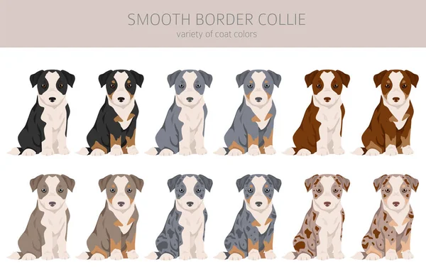 Frontera Lisa Collie Cachorros Clipart Distintas Poses Colores Del Abrigo — Archivo Imágenes Vectoriales