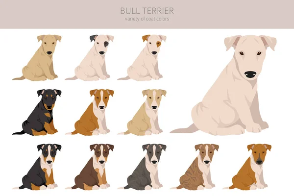 Toro Terrier Cachorros Clipart Todos Los Colores Del Abrigo Establecidos — Vector de stock