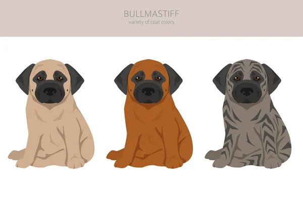 Bullmastiff Cachorros Clipart Todos Los Colores Del Abrigo Establecidos Todas — Vector de stock
