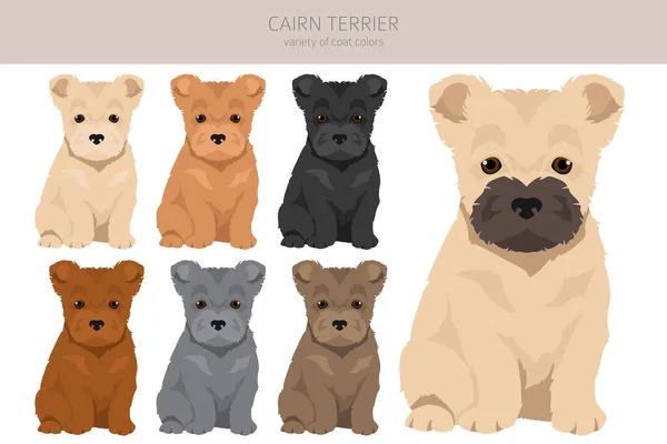 Cairn Terrier Kiskutyák Előfizetői Különböző Pózok Kabát Színek Vektorillusztráció — Stock Vector
