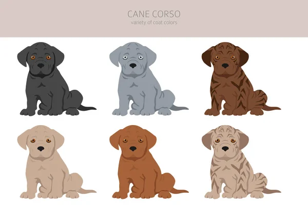 Cane Corso Puppies Clipart Different Poses Coat Colors Set Vector — Stock Vector