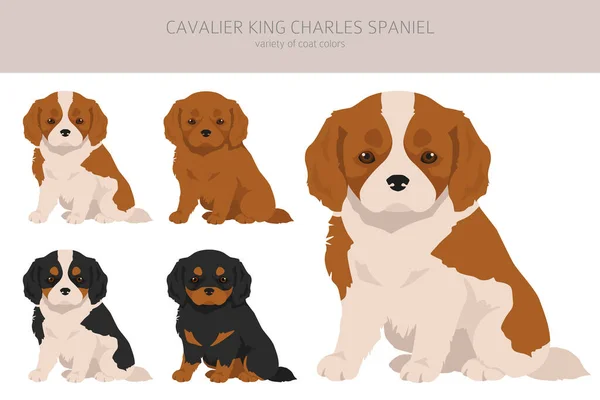 Cavalier King Charles Spaniel Filhotes Clipart Todas Cores Casaco Definidas — Vetor de Stock